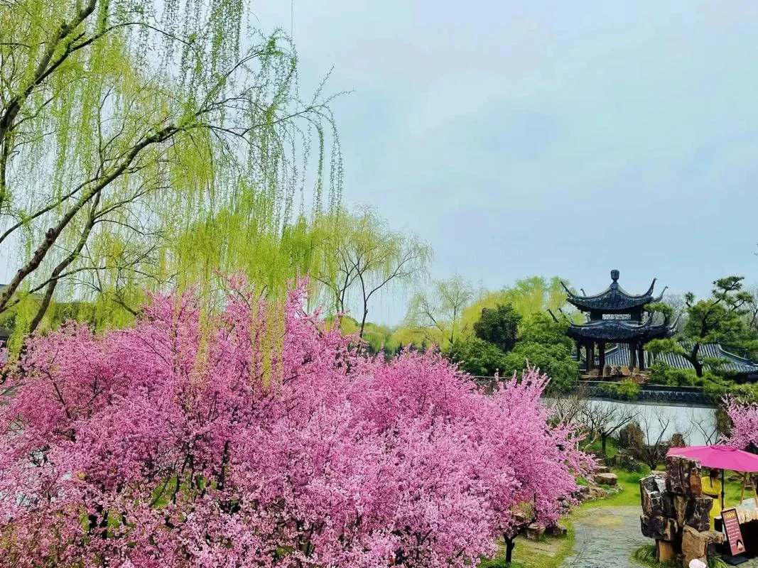 杨柳依依出自哪里_1