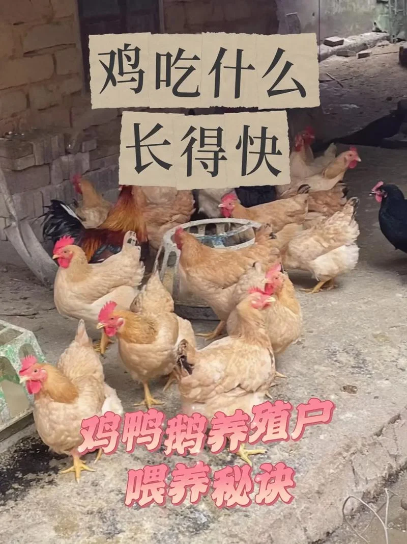 梦见鸡鸭鹅是什么意思-梦见鸡鸭鹅的寓意