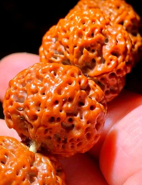 金刚菩提又叫什么名字_2