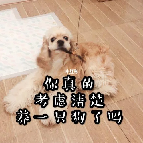 你是真狗下一句怎么接-真狗下一句接什么