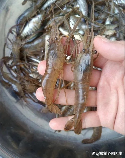 梦见捞虾_1