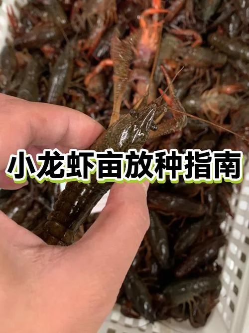 一亩能放多少龙虾_2