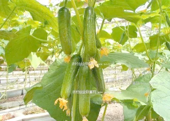 一亩蔬菜大棚利润多少_2