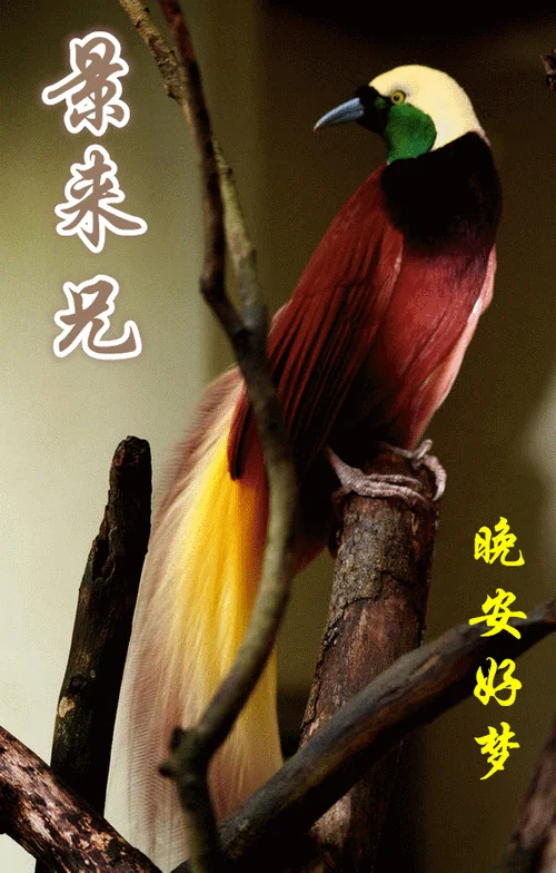 北林之鸟出自哪里_2