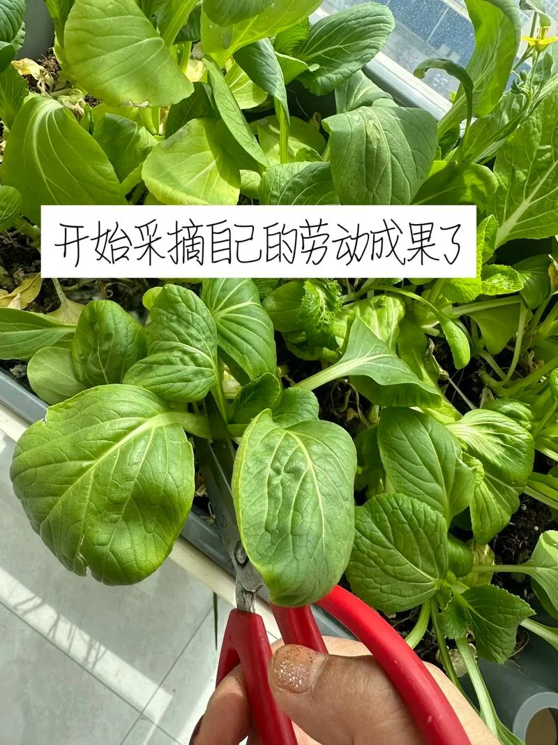对青菜的人生感悟-青菜人生感悟录