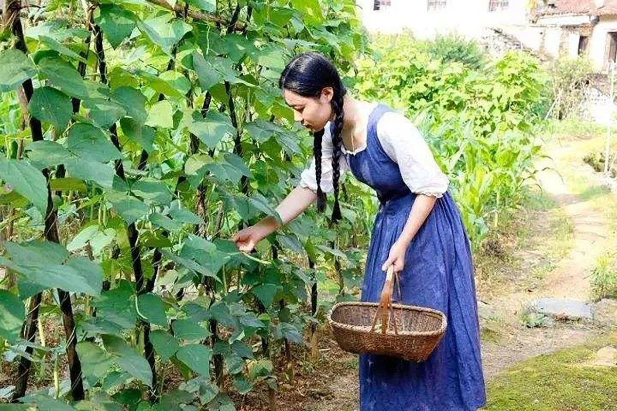 女人梦见房子里摘豆角-女梦屋摘豆角
