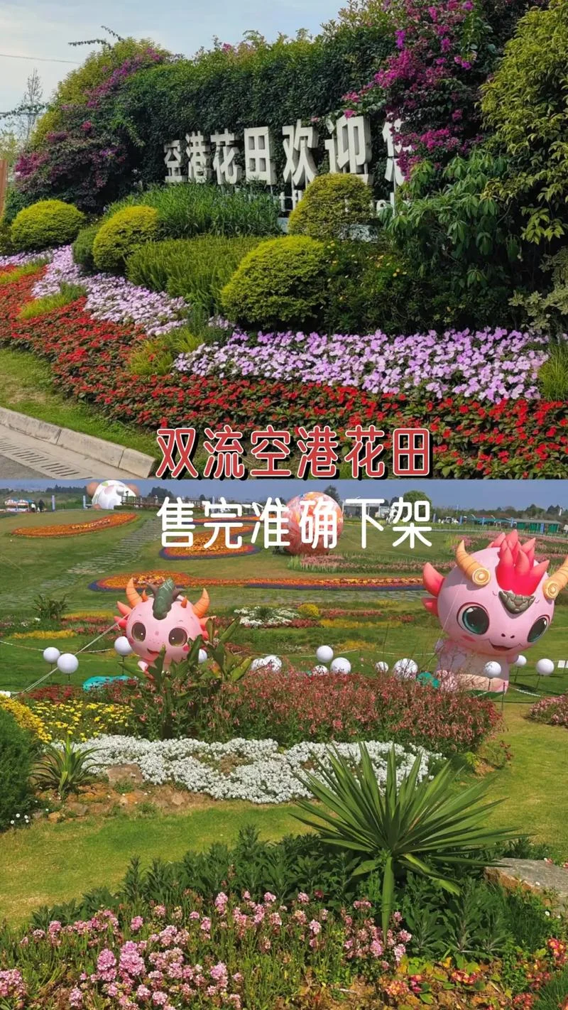 空港花田几月去有花_1