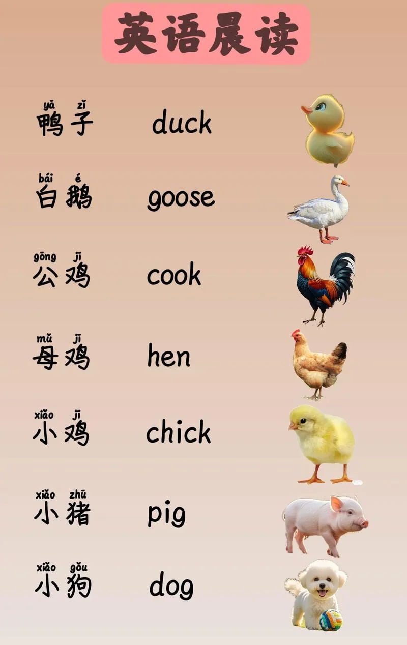 鸭子用英语怎么写_2