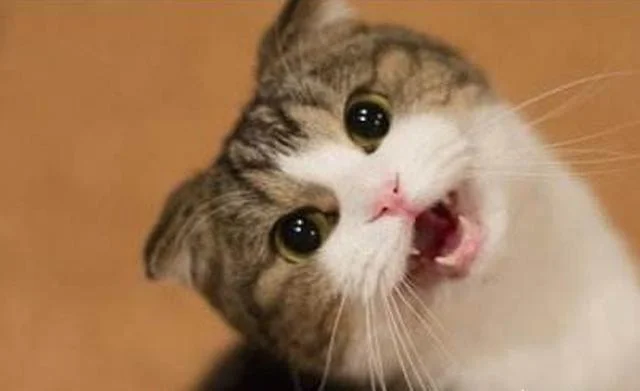 猫下载冲我叫什么意思_2