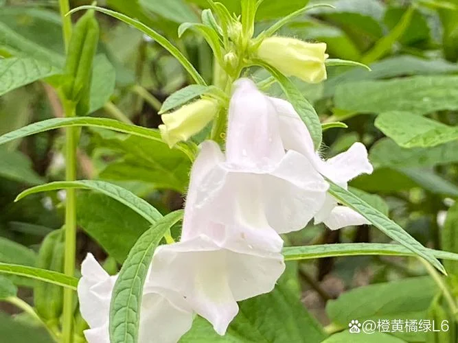梦见吃芝麻花_2