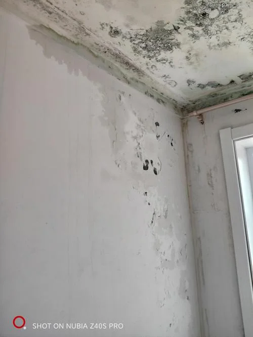 我梦见房子下雨露水_2