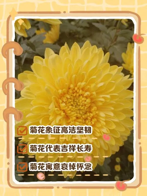 风雨中的菊花出自哪里-风雨中菊花源地