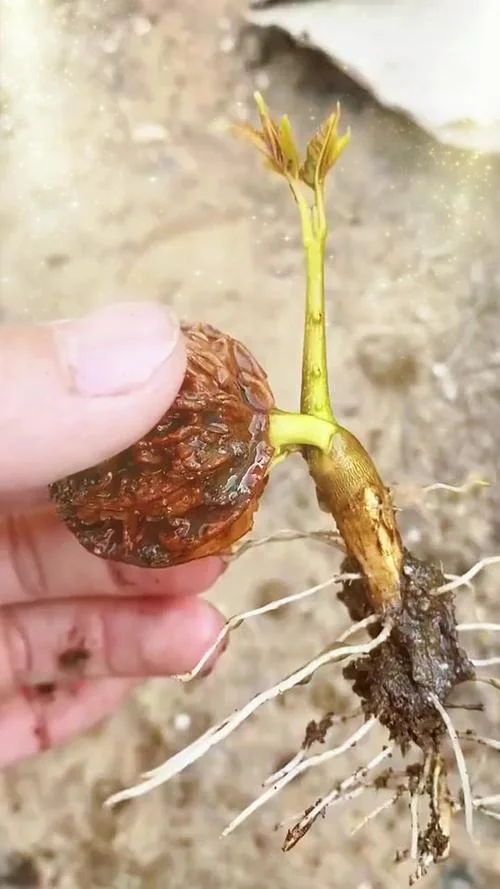 一亩种多少棵核桃树苗_1