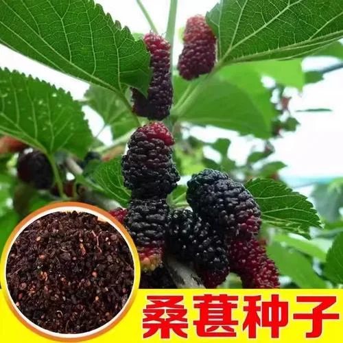 饲料桑一亩种多少棵_1