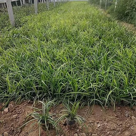 种麦冬一亩地投资多少_2