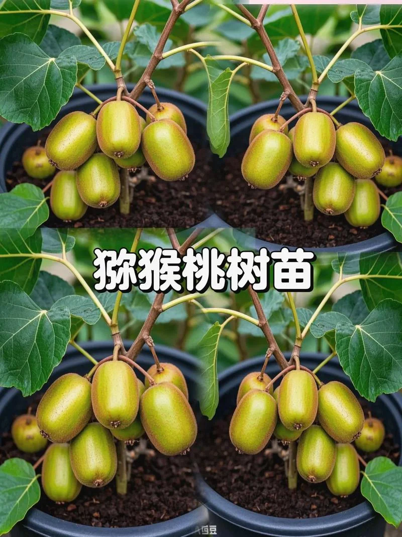 猕猴桃加盟项目_1