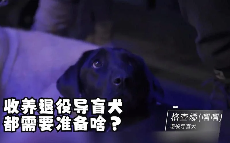 领养退役导盲犬条件_1