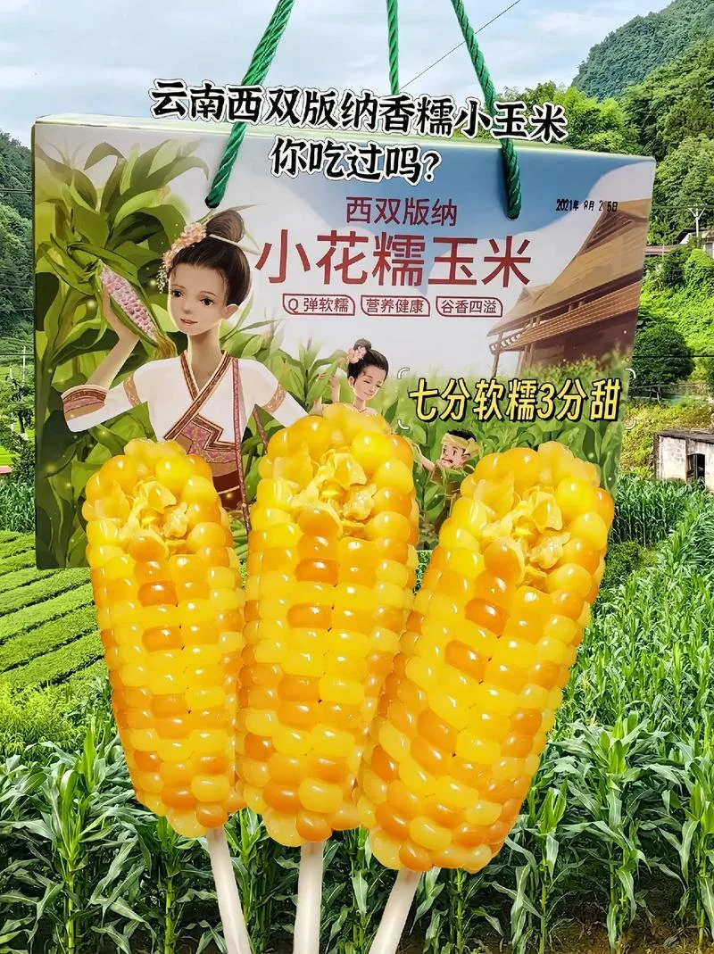 云南玉米几月份成熟_1