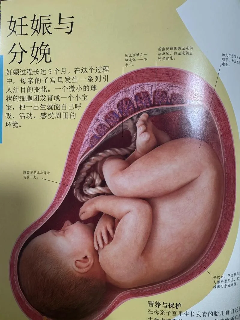 女人梦见自己怀孕并生下孩子-女人梦到生孩