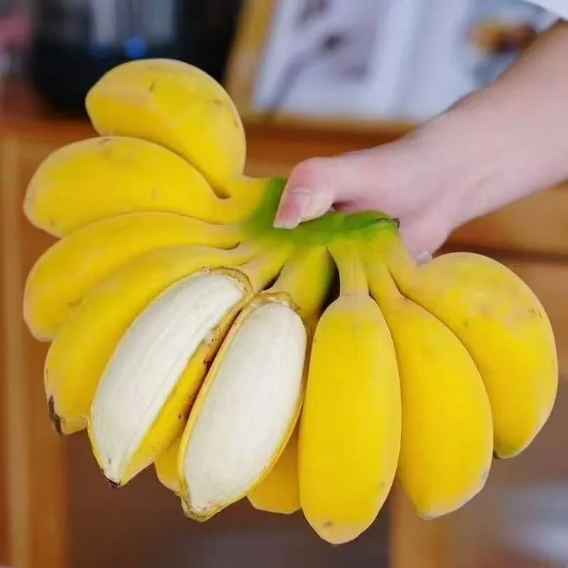 短香蕉叫什么_2