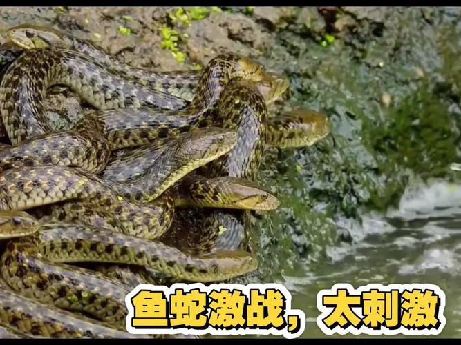 梦到蛇和鱼预示着什么-蛇鱼梦境预示吉凶