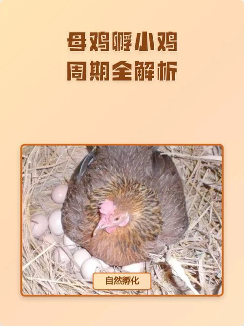 梦见母鸡孵了一窝小鸡-梦母鸡孵小鸡