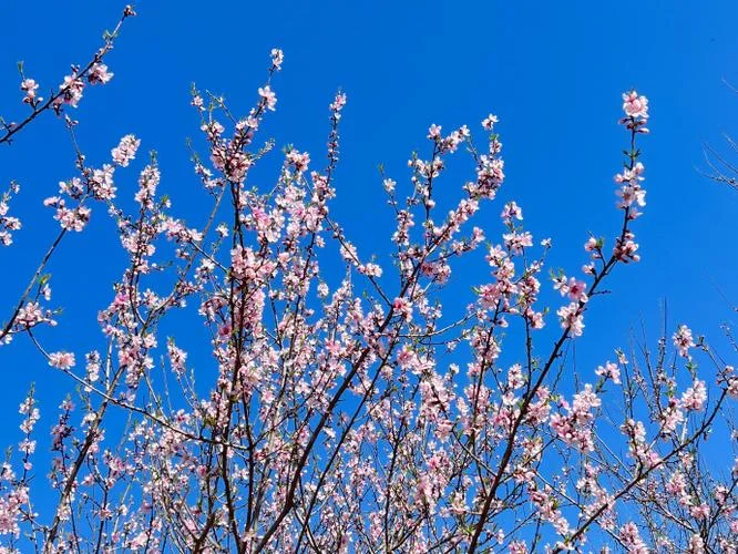 梦到桃花是为什么_2