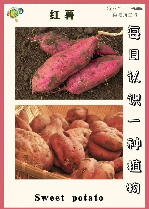 梦见地里好多红薯_2