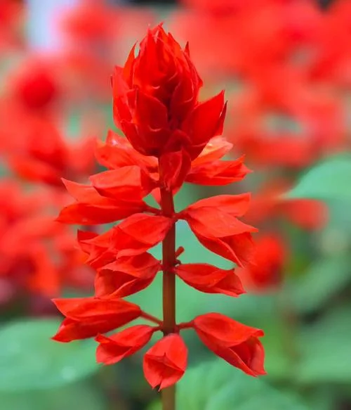 花红又叫什么_2