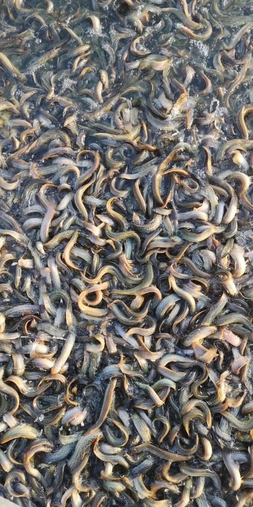一亩地能养殖多少台湾泥鳅_2
