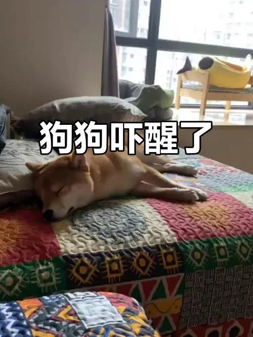 梦见自己怕狗_1