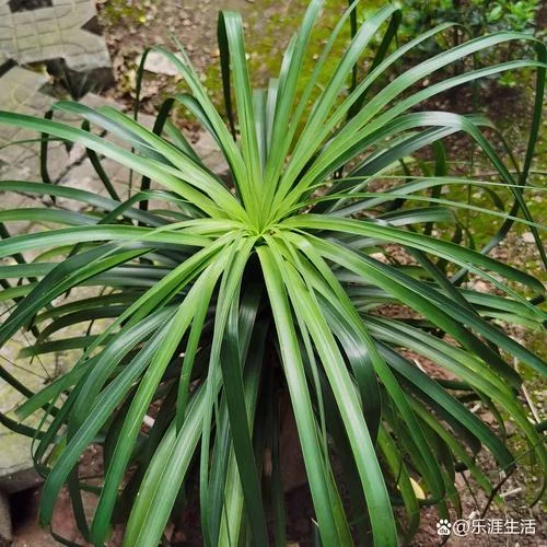 这种绿植叫什么_1