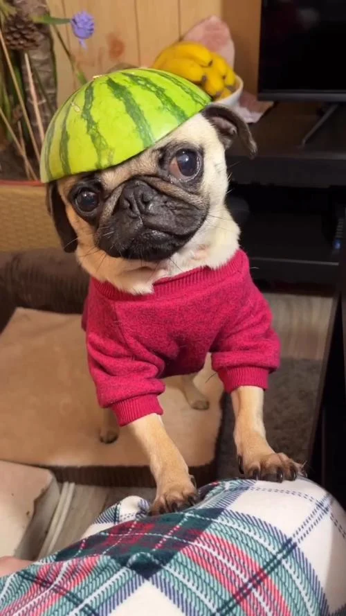 头上有点绿下一句_1