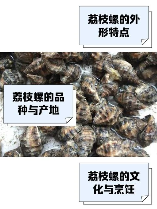 螺蛳历史下载-螺蛳历史