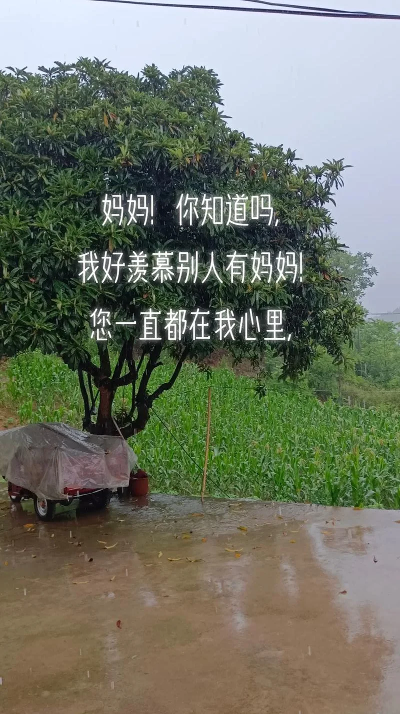 梦见我妈-梦见母亲