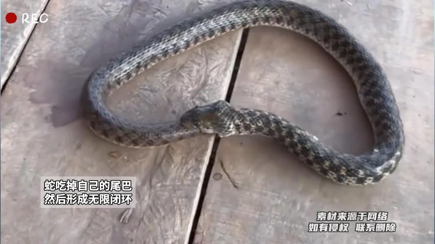 梦见蛇被打死并吃掉-梦毙蛇并食之