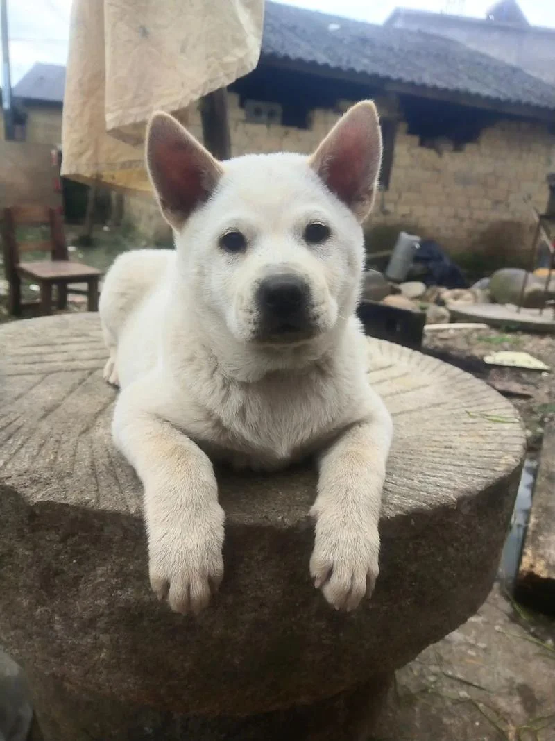 白狗什么意思_2