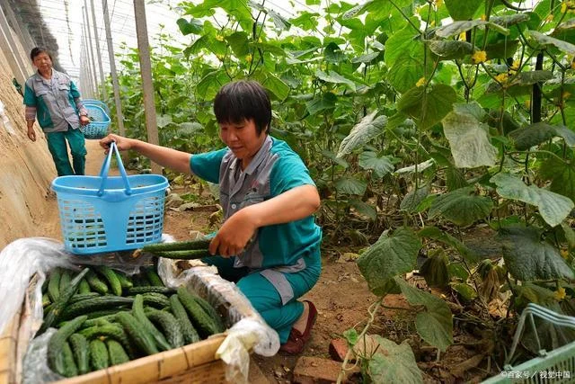 创业项目推荐适合农村_1