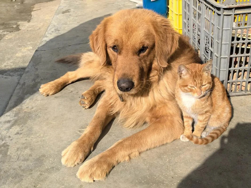 梦见猫和狗和老虎_2