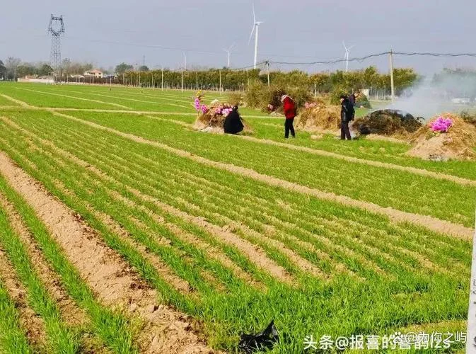 一个村有多少亩地_1