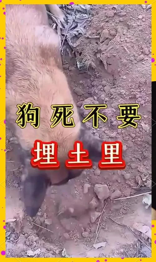 梦见狗被杀是什么预兆-梦见杀狗主破财或灾