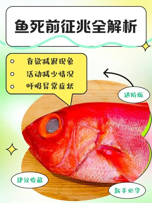 做梦梦到大鱼是什么意思_2