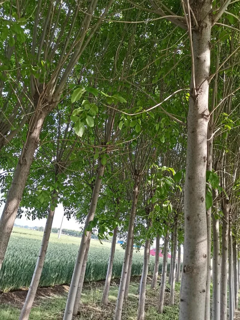 白蜡树几月份发芽_1