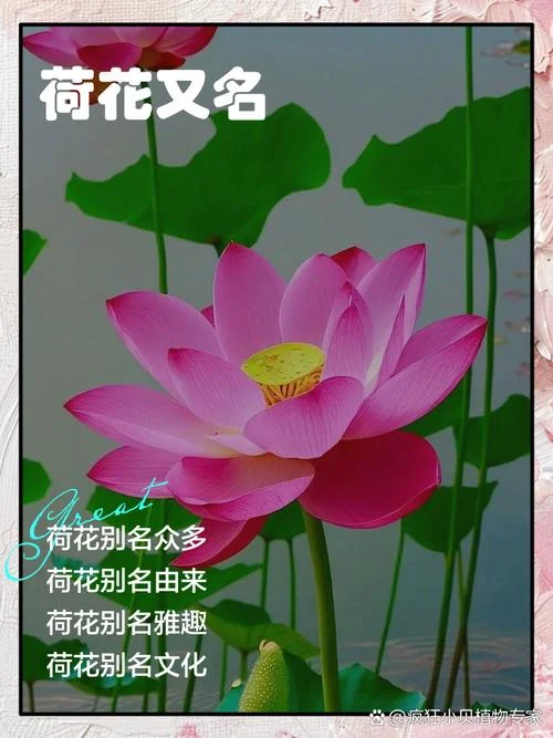 荷花的作者是谁_1
