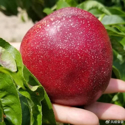 油桃的历史-油桃溯源