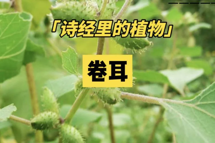 采采卷耳不盈顷筐出处_2