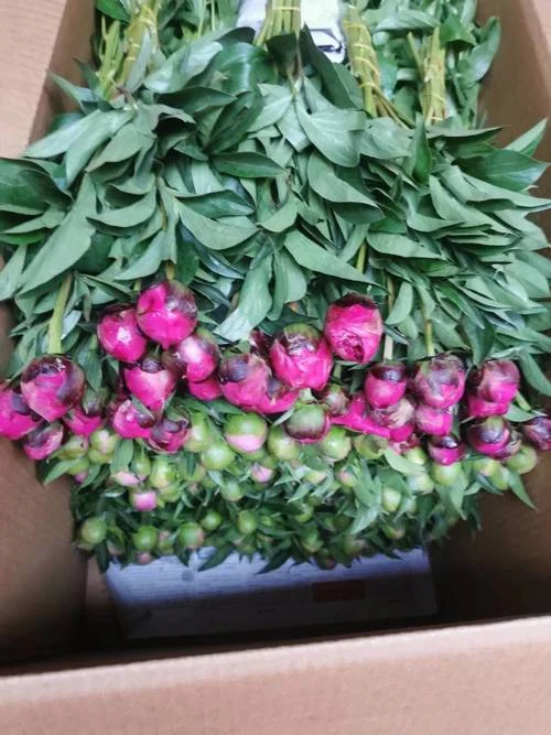 一亩芍药能卖多少钱_1