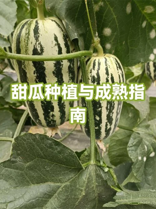 哈密瓜几月份种_1