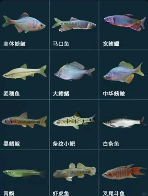 30亩鱼塘能养多少鱼_2