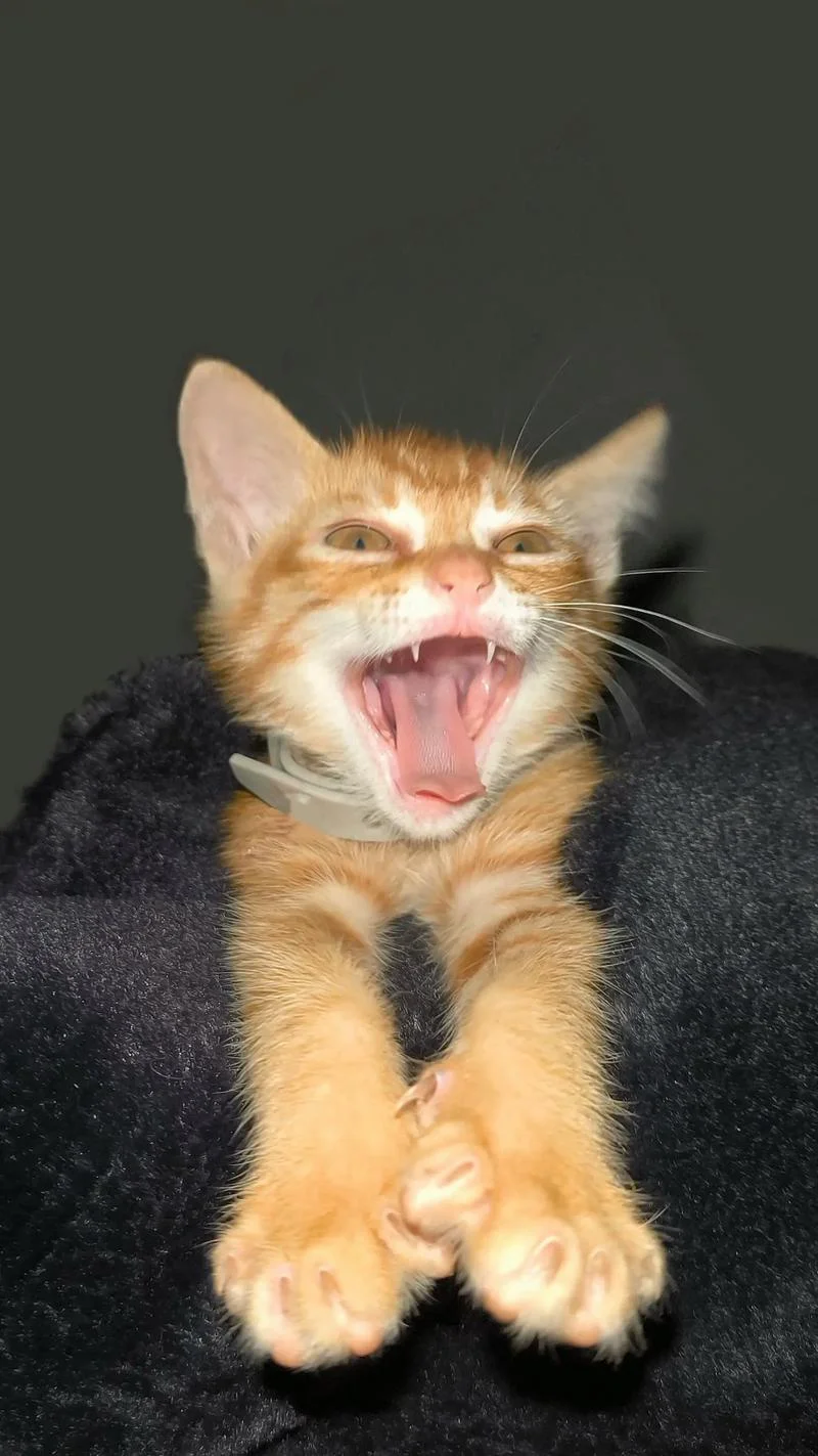 小麻薯的猫叫什么_1